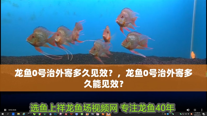 龍魚0號治外寄多久見效？，龍魚0號治外寄多久能見效？