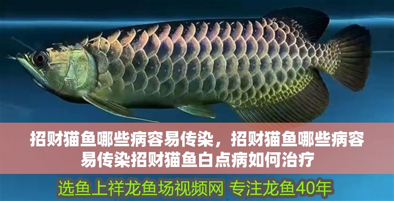 招財貓魚哪些病容易傳染，招財貓魚哪些病容易傳染招財貓魚白點病如何治療