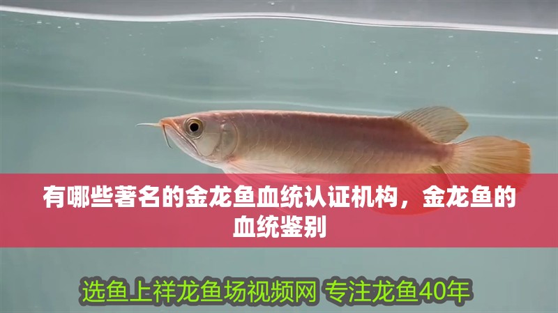 有哪些著名的金龍魚(yú)血統(tǒng)認(rèn)證機(jī)構(gòu)，金龍魚(yú)的血統(tǒng)鑒別