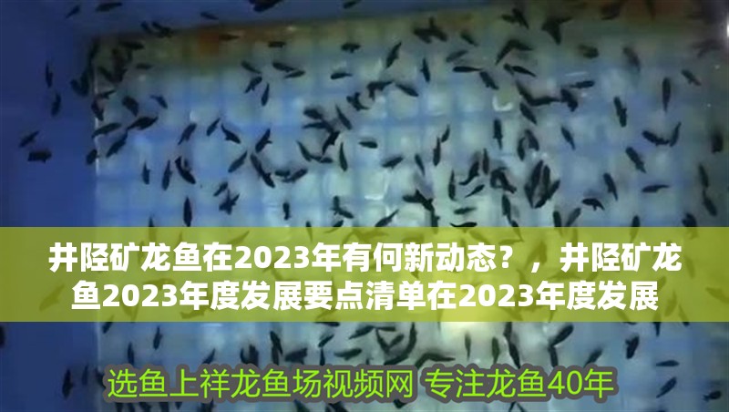 井陘礦龍魚(yú)在2023年有何新動(dòng)態(tài)？，井陘礦龍魚(yú)2023年度發(fā)展要點(diǎn)清單在2023年度發(fā)展