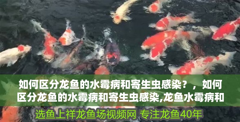 如何區(qū)分龍魚(yú)的水霉病和寄生蟲(chóng)感染？，如何區(qū)分龍魚(yú)的水霉病和寄生蟲(chóng)感染,龍魚(yú)水霉病和寄生蟲(chóng)感染