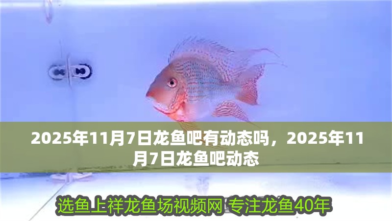 2025年11月7日龍魚吧有動態嗎，2025年11月7日龍魚吧動態