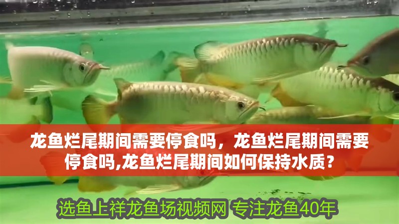 龍魚爛尾期間需要停食嗎，龍魚爛尾期間需要停食嗎,龍魚爛尾期間如何保持水質(zhì)？