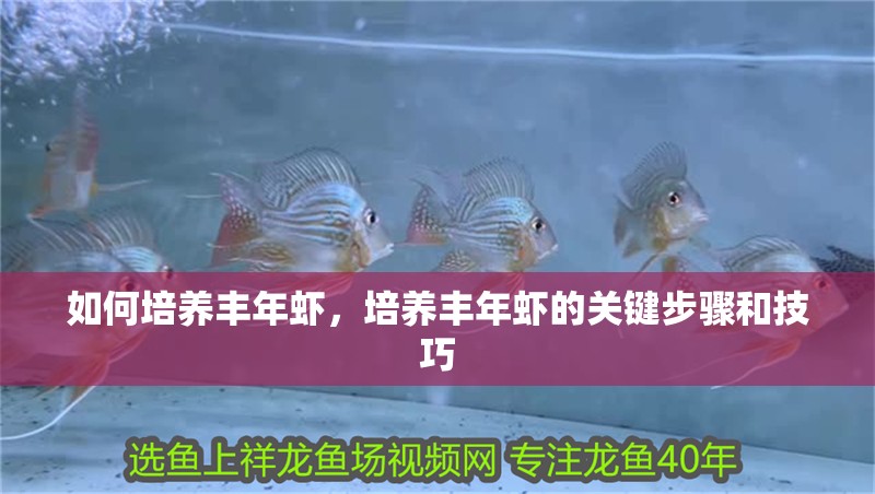 如何培養(yǎng)豐年蝦，培養(yǎng)豐年蝦的關鍵步驟和技巧