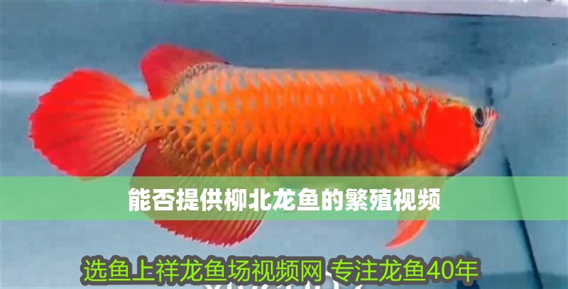 能否提供<strong><mark>柳北</mark></strong>龍魚的繁殖視頻