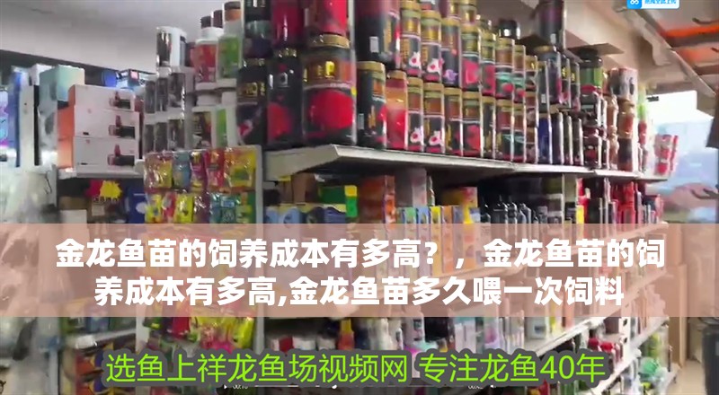 金龍魚苗的飼養成本有多高？，金龍魚苗的飼養成本有多高,金龍魚苗多久喂一次飼料