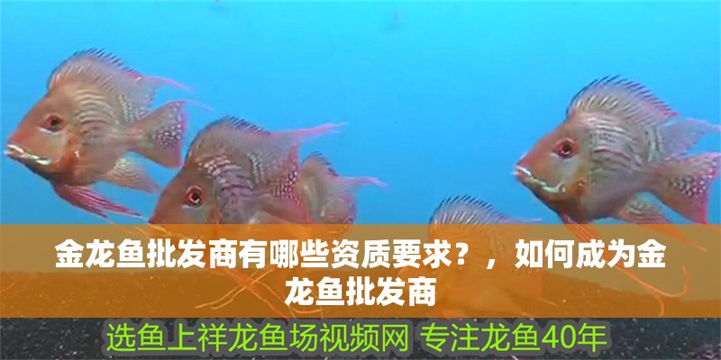 金龍魚批發商有哪些資質要求？，如何成為金龍魚批發商