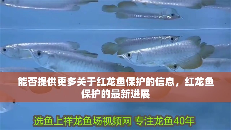 能否提供更多關(guān)于紅龍魚保護(hù)的信息，紅龍魚保護(hù)的最新進(jìn)展