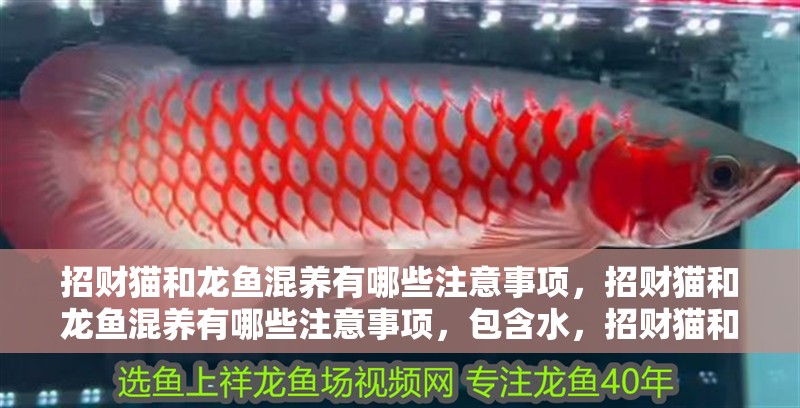 招財貓和龍魚混養有哪些注意事項，招財貓和龍魚混養有哪些注意事項，包含水，招財貓和體長混養