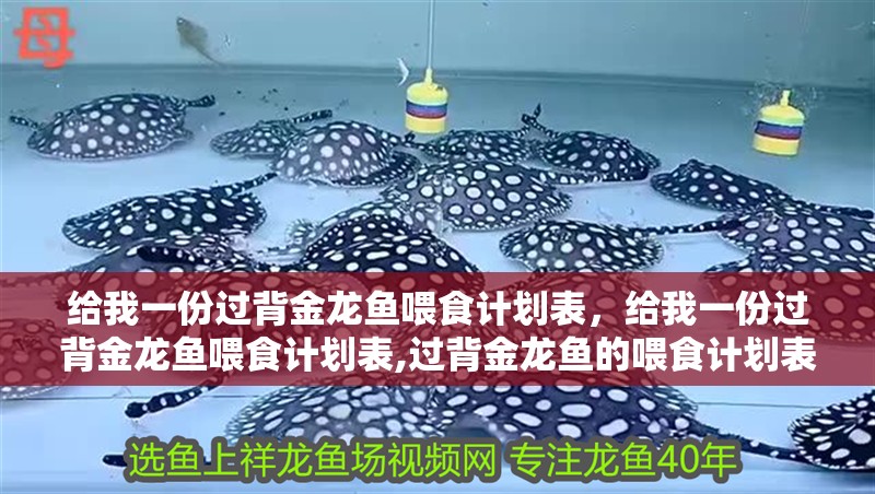 給我一份過背金龍魚喂食計劃表，給我一份過背金龍魚喂食計劃表,過背金龍魚的喂食計劃表