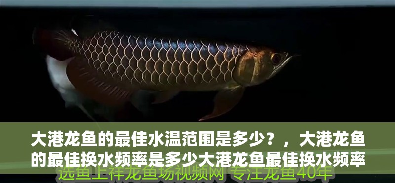 大港龍魚的最佳水溫范圍是多少？，大港龍魚的最佳換水頻率是多少大港龍魚最佳換水頻率是多少