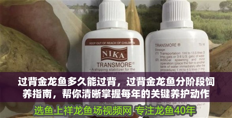 過背金龍魚多久能過背，過背金龍魚分階段飼養(yǎng)指南，幫你清晰掌握每年的關(guān)鍵養(yǎng)護動作