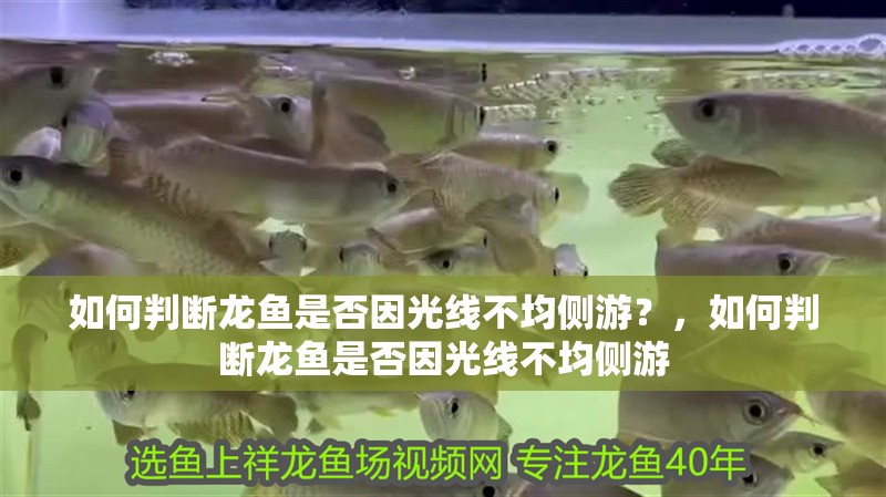 如何判斷龍魚是否因光線不均側(cè)游？，如何判斷龍魚是否因光線不均側(cè)游