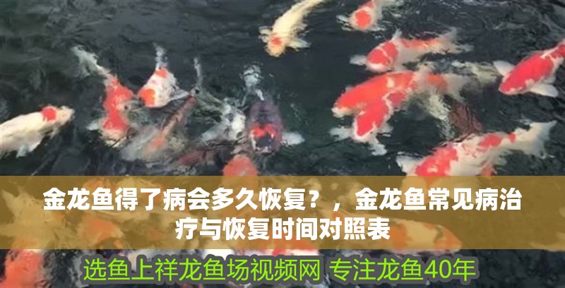 金龍魚得了病會多久恢復？，金龍魚常見病治療與恢復時間對照表