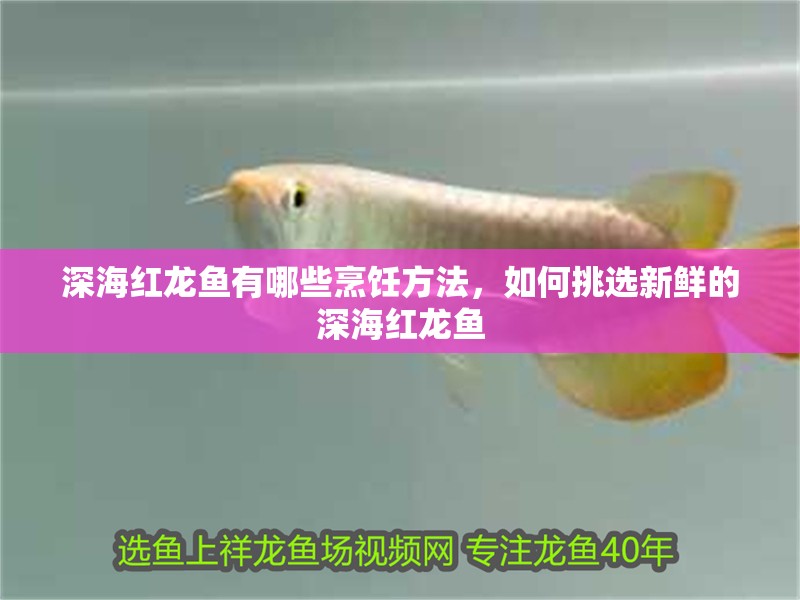 深海紅龍魚有哪些烹飪方法，如何挑選新鮮的深海紅龍魚