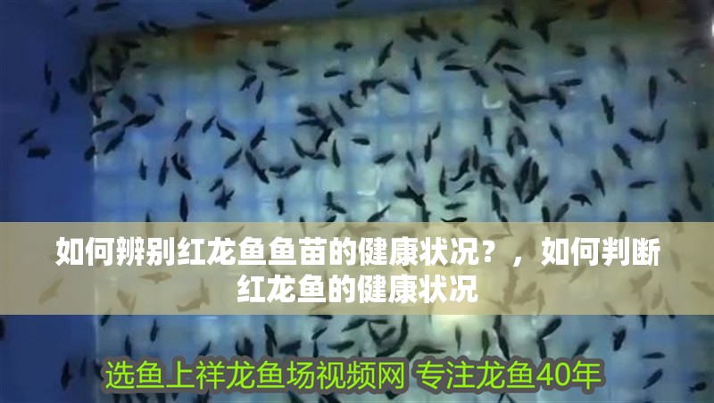 如何辨別紅龍魚魚苗的健康狀況？，如何判斷紅龍魚的健康狀況