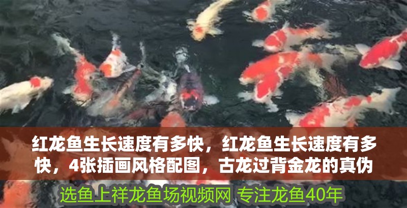 紅龍魚生長速度有多快，紅龍魚生長速度有多快，4張插畫風格配圖，古龍過背金龍的真偽