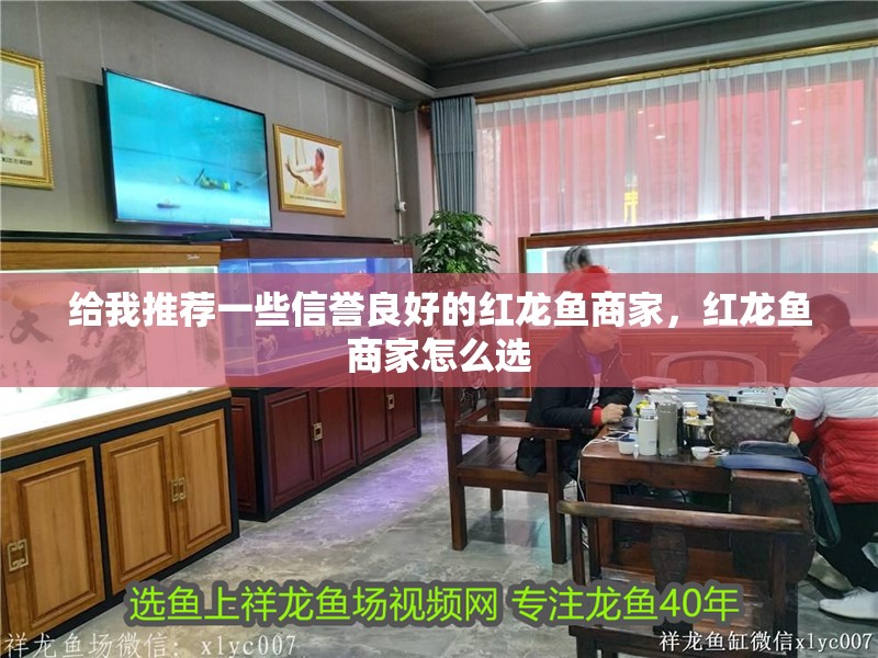 給我推薦一些信譽良好的紅龍魚商家，紅龍魚商家怎么選