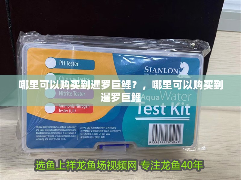 哪里可以購買到暹羅巨鯉？，哪里可以購買到暹羅巨鯉