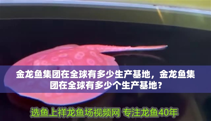 金龍魚集團在全球有多少生產基地，金龍魚集團在全球有多少個生產基地？
