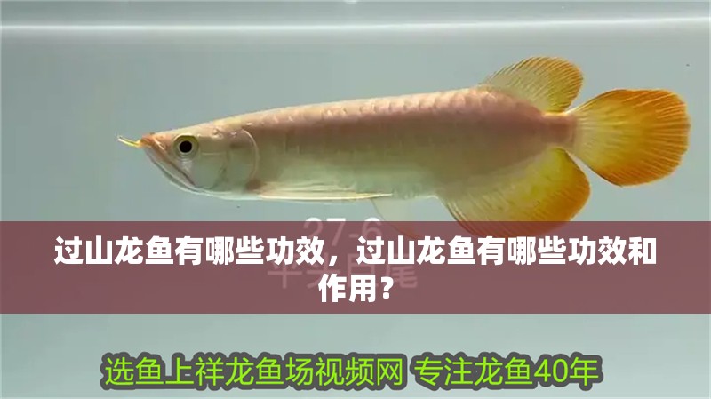 過山龍魚有哪些功效，過山龍魚有哪些功效和作用？