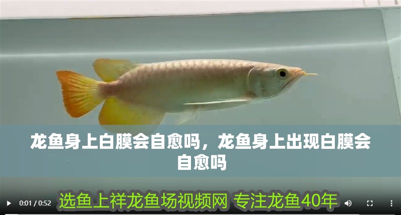 龍魚身上白膜會自愈嗎，龍魚身上出現(xiàn)白膜會自愈嗎