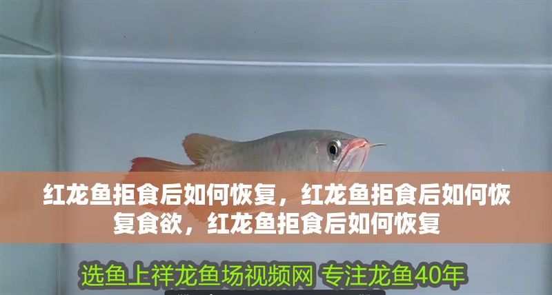 紅龍魚拒食后如何恢復，紅龍魚拒食后如何恢復食欲，紅龍魚拒食后如何恢復