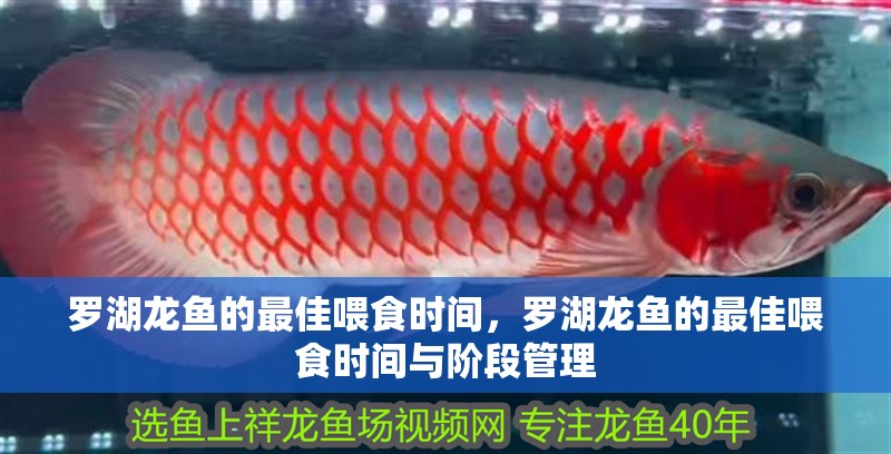 羅湖龍魚的最佳喂食時間，羅湖龍魚的最佳喂食時間與階段管理