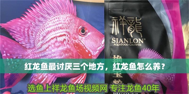 紅龍魚最討厭三個地方，紅龍魚怎么養？
