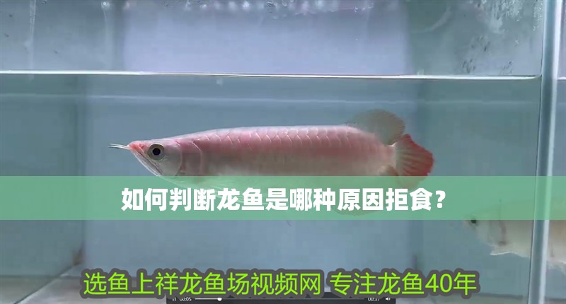 如何判斷龍魚是哪種原因拒食？