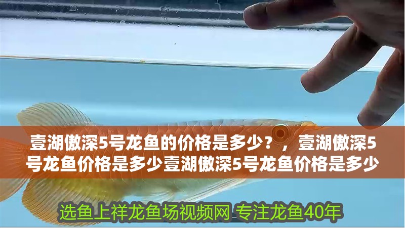 壹湖傲深5號龍魚的價格是多少？，壹湖傲深5號龍魚價格是多少壹湖傲深5號龍魚價格是多少