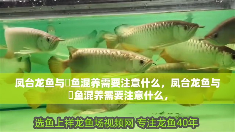 鳳臺龍魚與魟魚混養需要注意什么，鳳臺龍魚與魟魚混養需要注意什么，