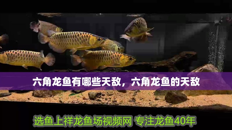 六角龍魚有哪些天敵，六角龍魚的天敵