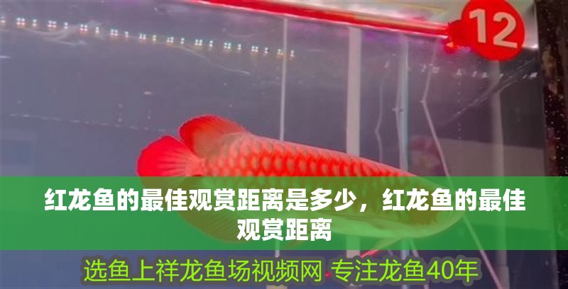 紅龍魚的最佳觀賞距離是多少，紅龍魚的最佳觀賞距離