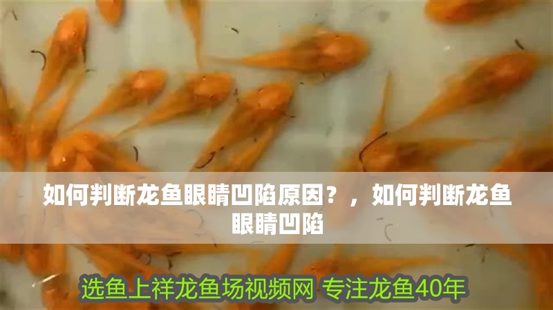 如何判斷龍魚眼睛凹陷原因？，如何判斷龍魚眼睛凹陷