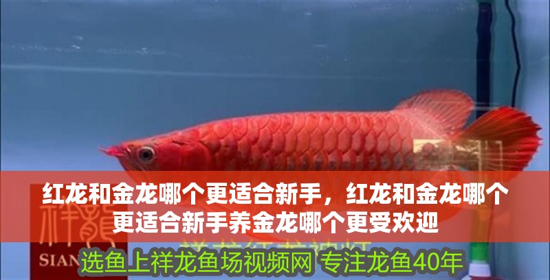紅龍和金龍哪個更適合新手，紅龍和金龍哪個更適合新手養金龍哪個更受歡迎