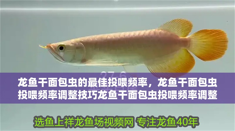 龍魚干面包蟲的最佳投喂頻率，龍魚干面包蟲投喂頻率調整技巧龍魚干面包蟲投喂頻率調整技巧