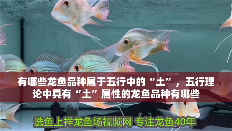 有哪些龍魚品種屬于五行中的“土”，五行理論中具有“土”屬性的龍魚品種有哪些
