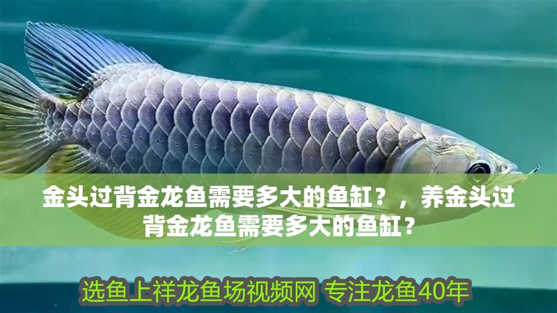 金頭過背金龍魚需要多大的魚缸？，養金頭過背金龍魚需要多大的魚缸？
