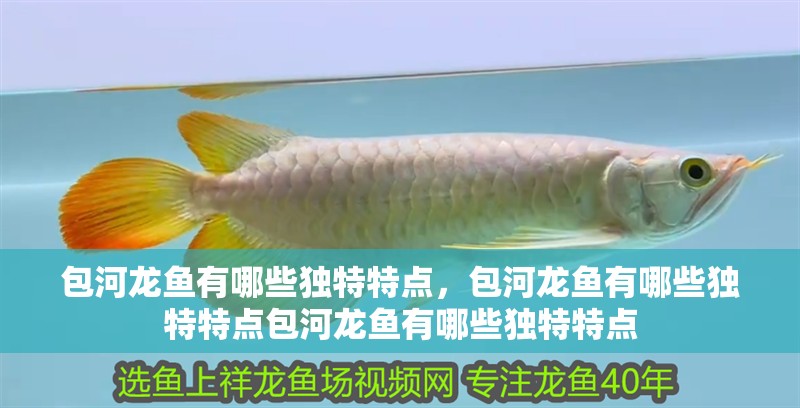 包河龍魚有哪些獨特特點，包河龍魚有哪些獨特特點包河龍魚有哪些獨特特點