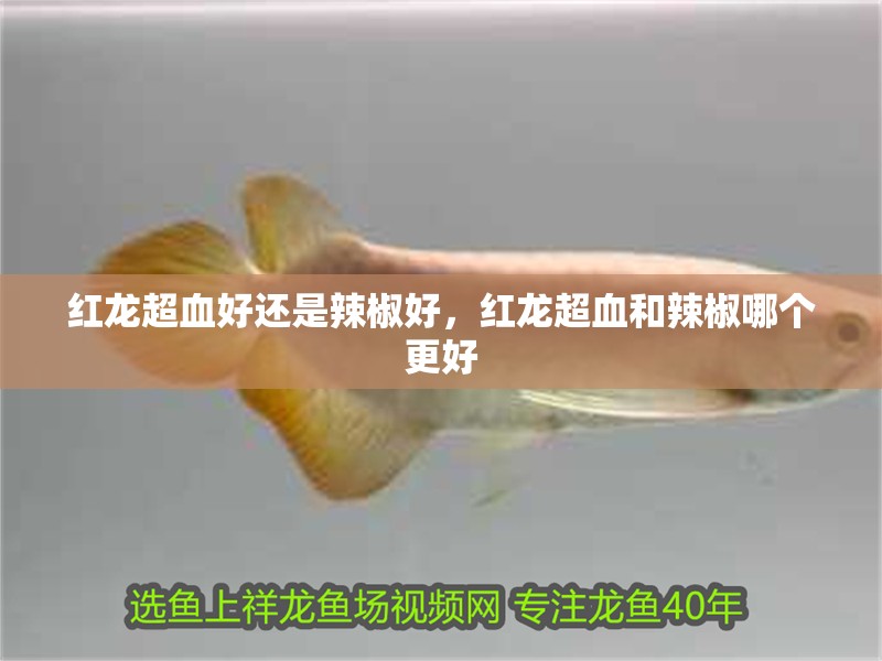 紅龍超血好還是辣椒好，紅龍超血和辣椒哪個更好