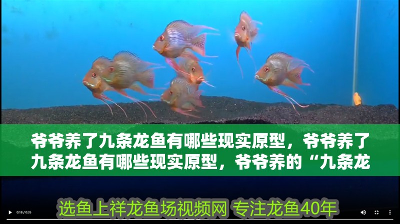 爺爺養(yǎng)了九條龍魚有哪些現(xiàn)實(shí)原型，爺爺養(yǎng)了九條龍魚有哪些現(xiàn)實(shí)原型，爺爺養(yǎng)的“九條龍魚”