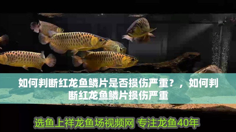 如何判斷紅龍魚(yú)鱗片是否損傷嚴(yán)重？，如何判斷紅龍魚(yú)鱗片損傷嚴(yán)重