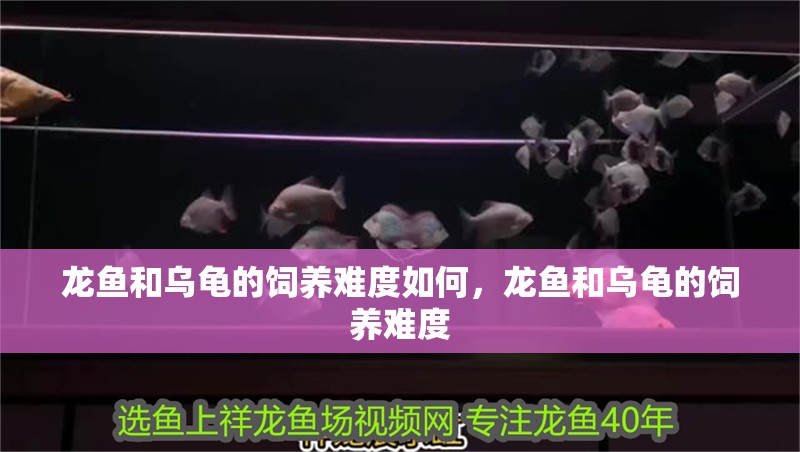 龍魚和烏龜的飼養難度如何，龍魚和烏龜的飼養難度