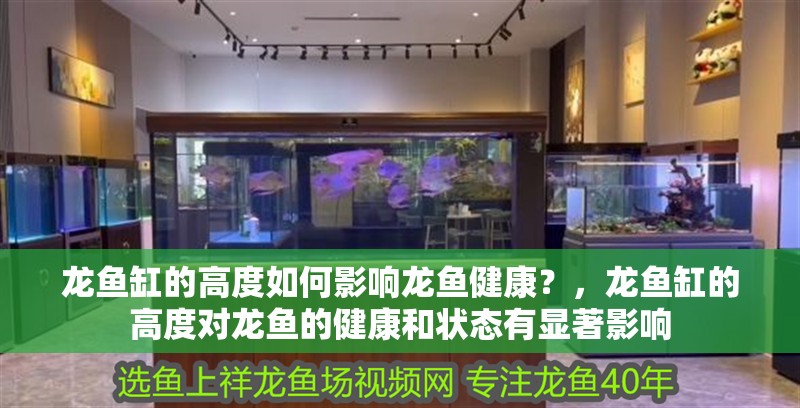 龍魚缸的高度如何影響龍魚健康？，龍魚缸的高度對龍魚的健康和狀態有顯著影響