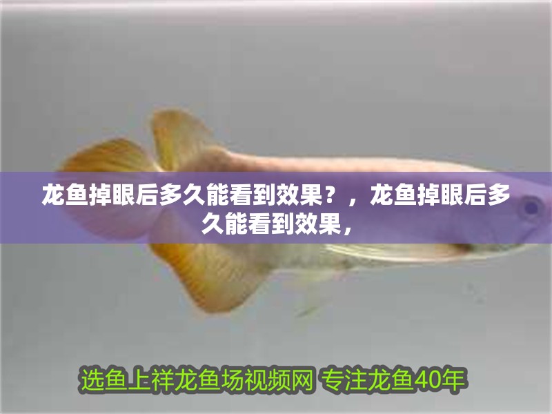 龍魚掉眼后多久能看到效果？，龍魚掉眼后多久能看到效果，