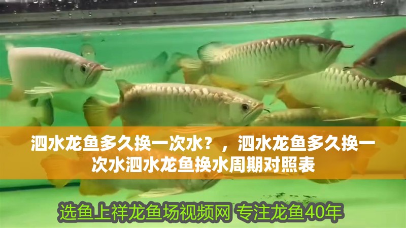 泗水龍魚多久換一次水？，泗水龍魚多久換一次水泗水龍魚換水周期對照表