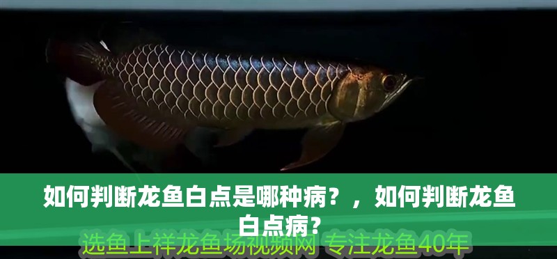 如何判斷龍魚白點是哪種病？，如何判斷龍魚白點病？