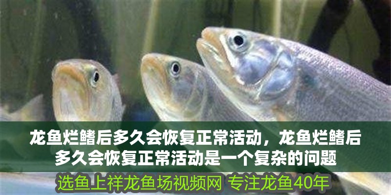 龍魚爛鰭后多久會恢復正常活動，龍魚爛鰭后多久會恢復正常活動是一個復雜的問題