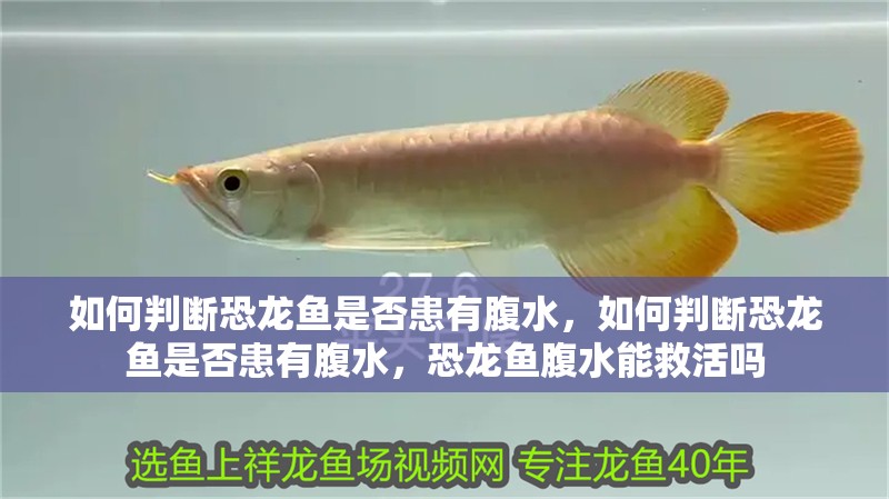 如何判斷恐龍魚是否患有腹水，如何判斷恐龍魚是否患有腹水，恐龍魚腹水能救活嗎